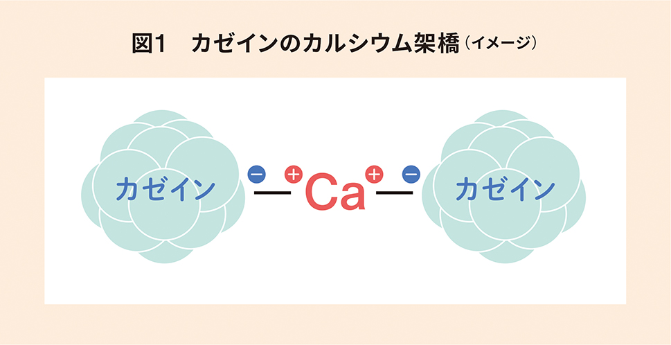 カゼイン - Casein - JapaneseClass.jp